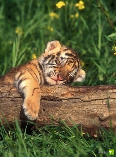 ����� � �������� ��������, ����� 2 (50 ����)