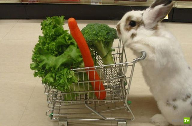 ����� � �������� ��������, ����� 2 (50 ����)