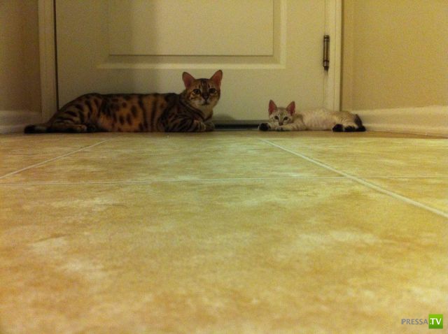 ����� � �������� ��������, ����� 2 (50 ����)