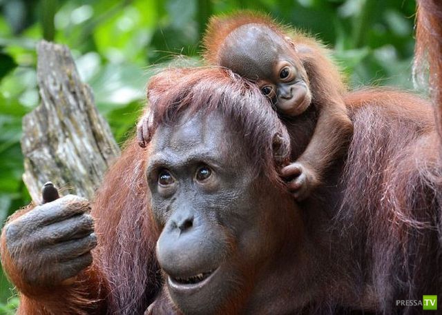 ����� � �������� ��������, ����� 2 (50 ����)