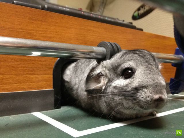 ����� � �������� ��������, ����� 2 (50 ����)