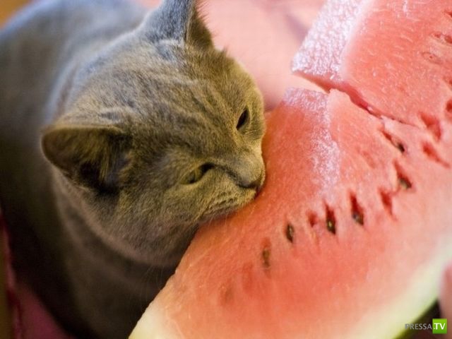 ����� � �������� ��������, ����� 2 (50 ����)