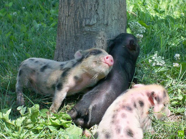 ����� � �������� ��������, ����� 2 (50 ����)