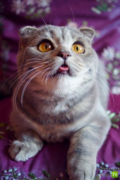 ����� � �������� ��������, ����� 2 (50 ����)