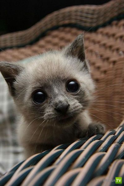 �������� ��������, ����� 8 (42 ����)