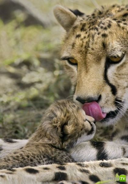 �������� ��������, ����� 8 (42 ����)