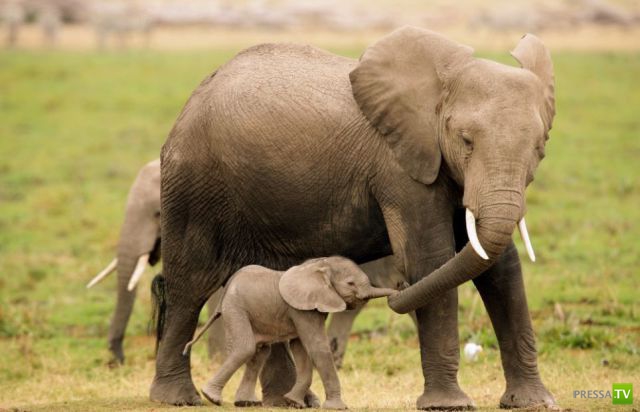 �������� ��������, ����� 8 (42 ����)