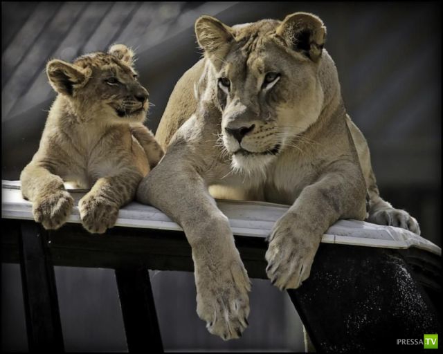 �������� ��������, ����� 8 (42 ����)