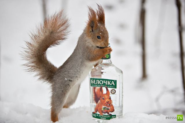 �������� ��������, ����� 8 (42 ����)