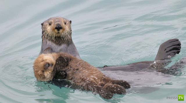 �������� ��������, ����� 8 (42 ����)