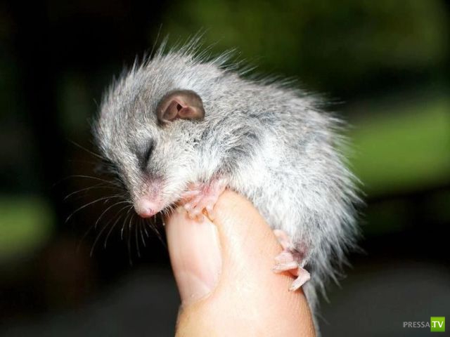 �������� ��������, ����� 8 (42 ����)