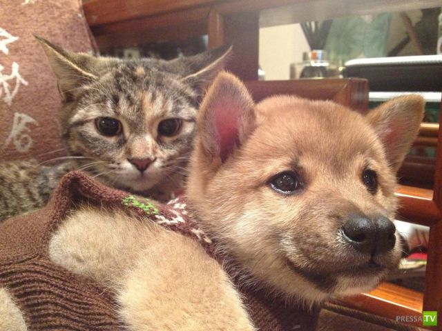 �������� ��������, ����� 8 (42 ����)