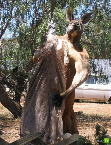 �������� ��������, ����� 8 (42 ����)