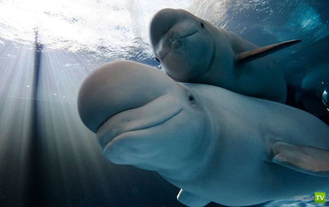 �������� ��������, ����� 8 (42 ����)