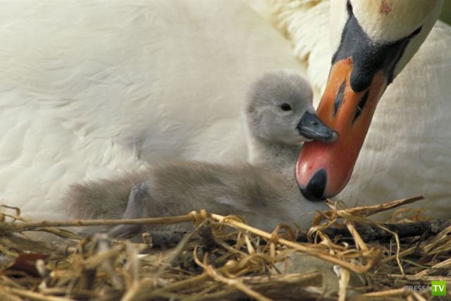 �������� ��������, ����� 8 (42 ����)