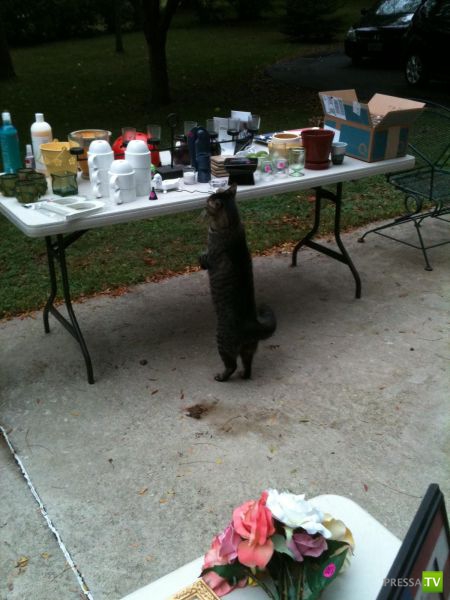 �������� ��������, ����� 8 (42 ����)