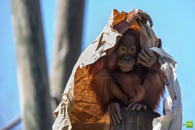 �������� ��������, ����� 8 (42 ����)