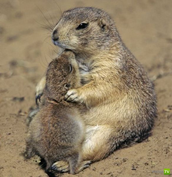 �������� ��������, ����� 8 (42 ����)