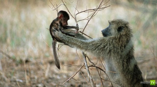 �������� ��������, ����� 8 (42 ����)