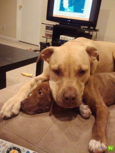 �������� ��������, ����� 8 (42 ����)