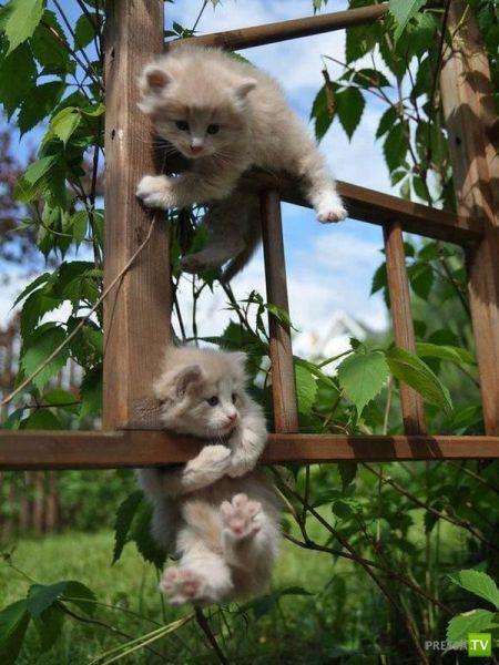 �������� ��������, ����� 8 (42 ����)