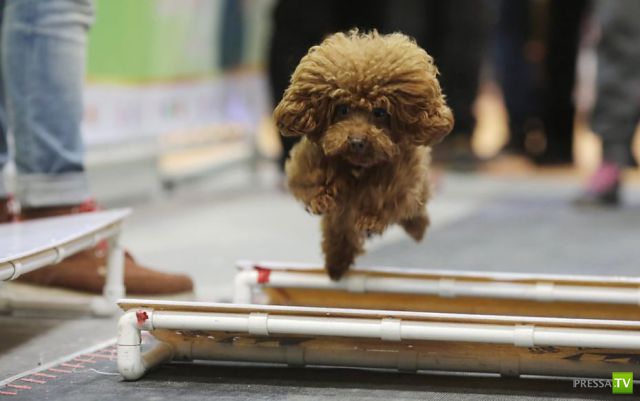 �������� ��������, ����� 8 (42 ����)