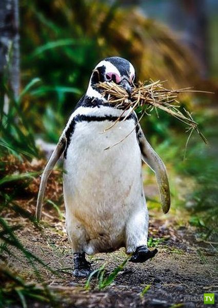 �������� ��������, ����� 8 (42 ����)