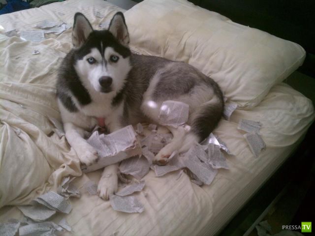 �������� ��������, ����� 8 (42 ����)