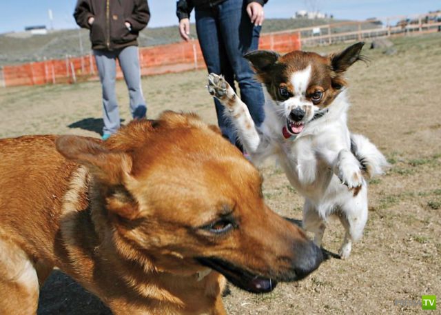 �������� ��������, ����� 8 (42 ����)