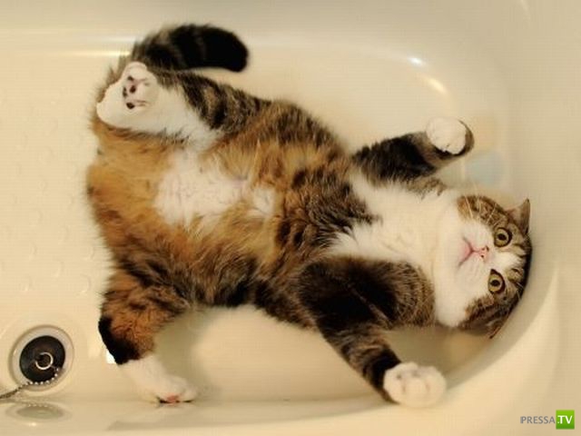 �������� ��������, ����� 8 (42 ����)