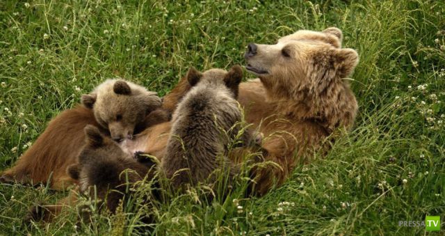 �������� ��������, ����� 8 (42 ����)