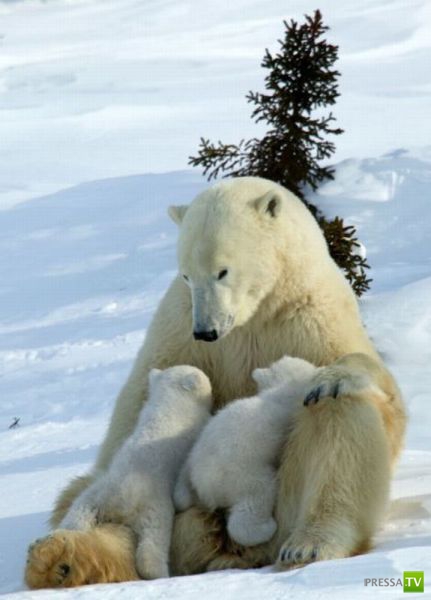 �������� ��������, ����� 8 (42 ����)