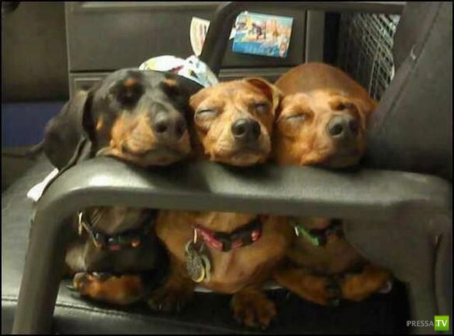 �������� ��������, ����� 8 (42 ����)