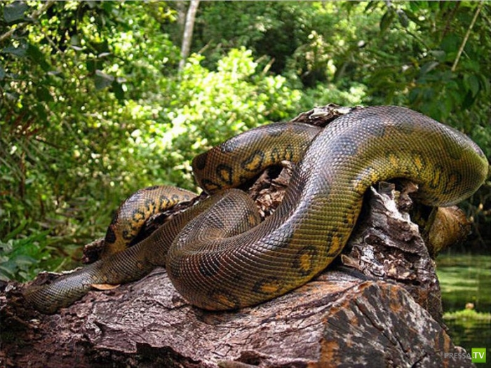 ��� ����� ���������� � ���������� �������� (11 ����)