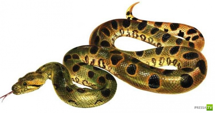 ��� ����� ���������� � ���������� �������� (11 ����)