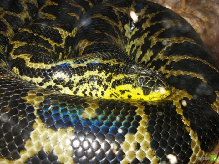 ��� ����� ���������� � ���������� �������� (11 ����)