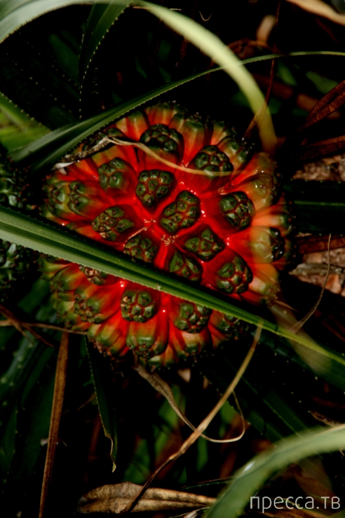 Удивительное растение - Пандан (Pandanus) (13 фото) Удивительное растение - Пандан (Pandanus) (13 фото)