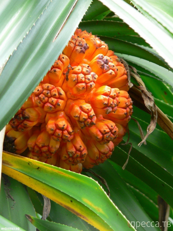 Удивительное растение - Пандан (Pandanus) (13 фото) Удивительное растение - Пандан (Pandanus) (13 фото)