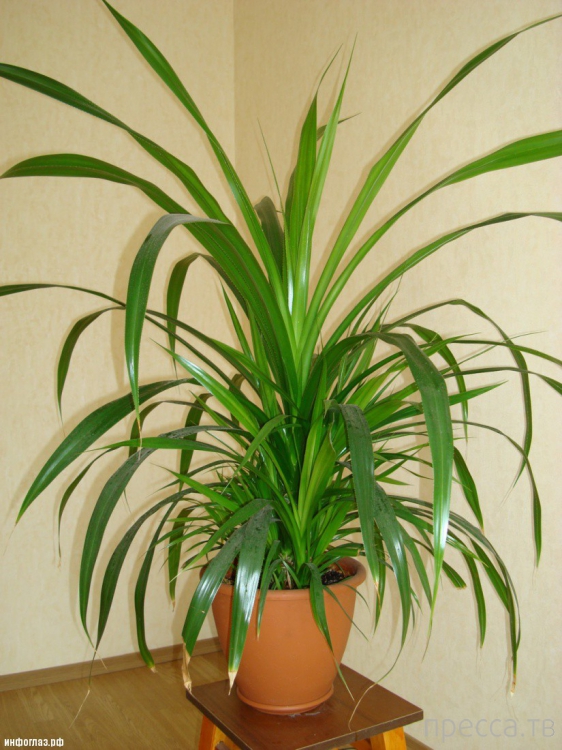 Удивительное растение - Пандан (Pandanus) (13 фото) Удивительное растение - Пандан (Pandanus) (13 фото)