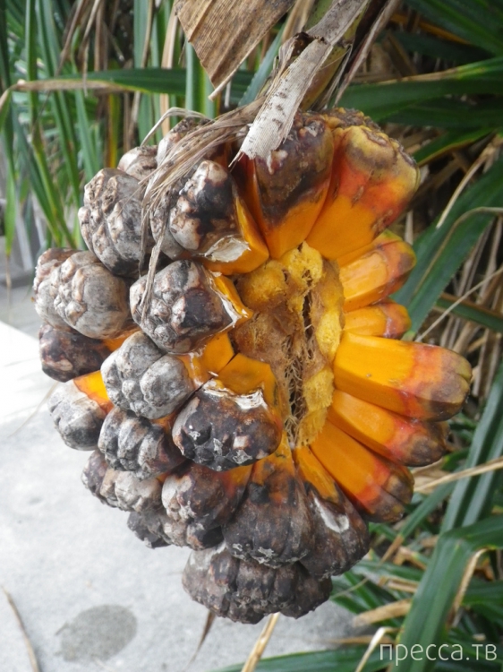 Удивительное растение - Пандан (Pandanus) (13 фото) Удивительное растение - Пандан (Pandanus) (13 фото)