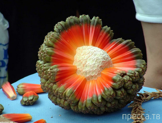 Удивительное растение - Пандан (Pandanus) (13 фото) Удивительное растение - Пандан (Pandanus) (13 фото)