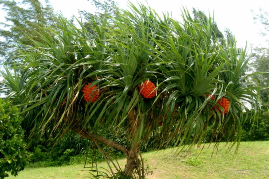������������ �������� - ������ (Pandanus) (13 ����)