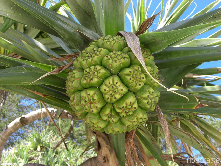 ������������ �������� - ������ (Pandanus) (13 ����)