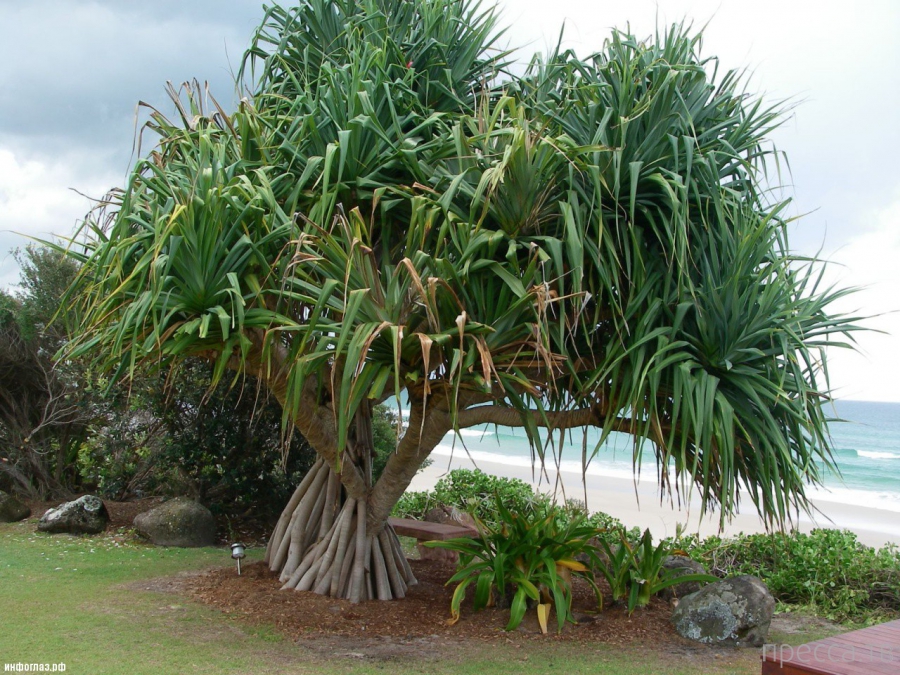 ������������ �������� - ������ (Pandanus) (13 ����)
