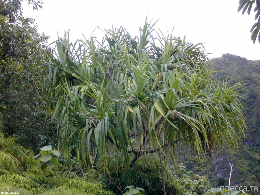 ������������ �������� - ������ (Pandanus) (13 ����)