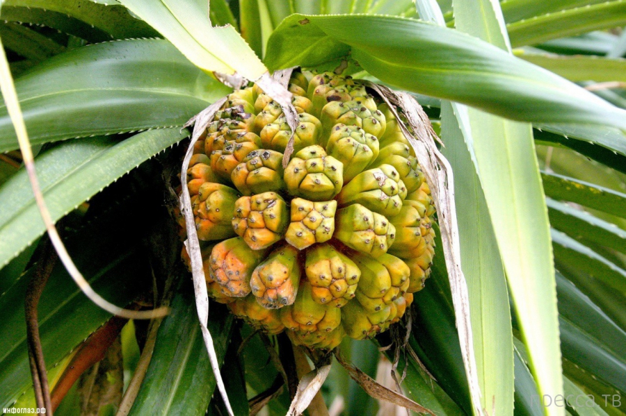 ������������ �������� - ������ (Pandanus) (13 ����)