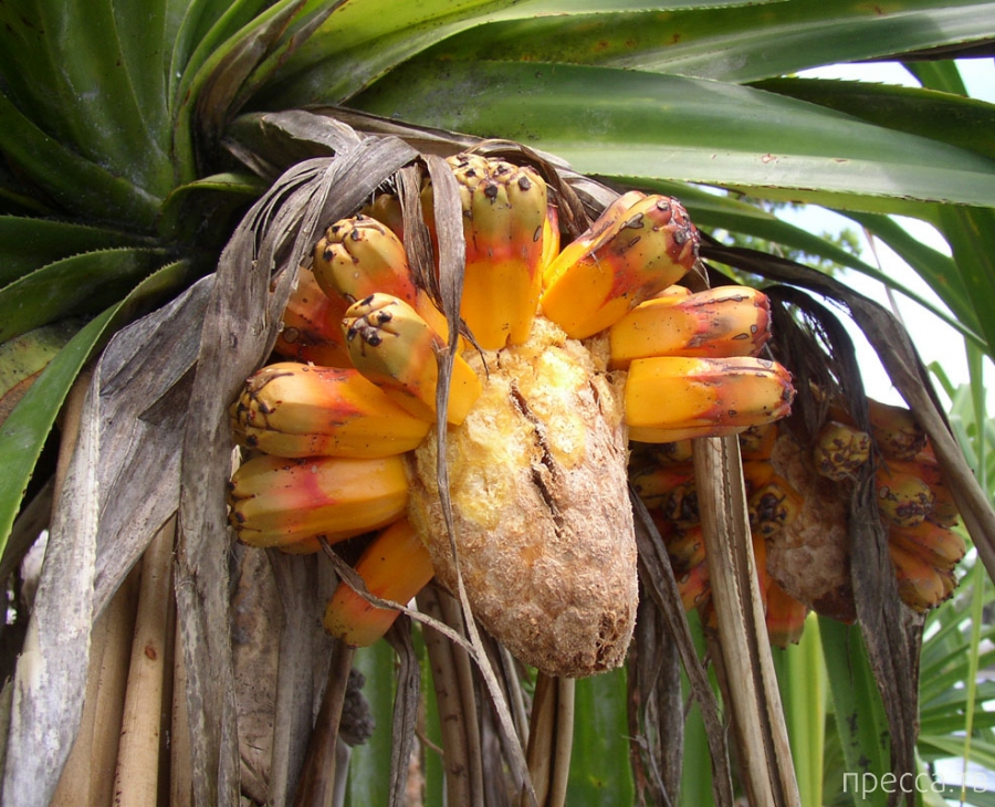 ������������ �������� - ������ (Pandanus) (13 ����)
