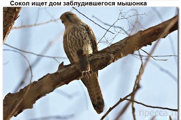 � ������ � ������� ����� ������� (9 ����)