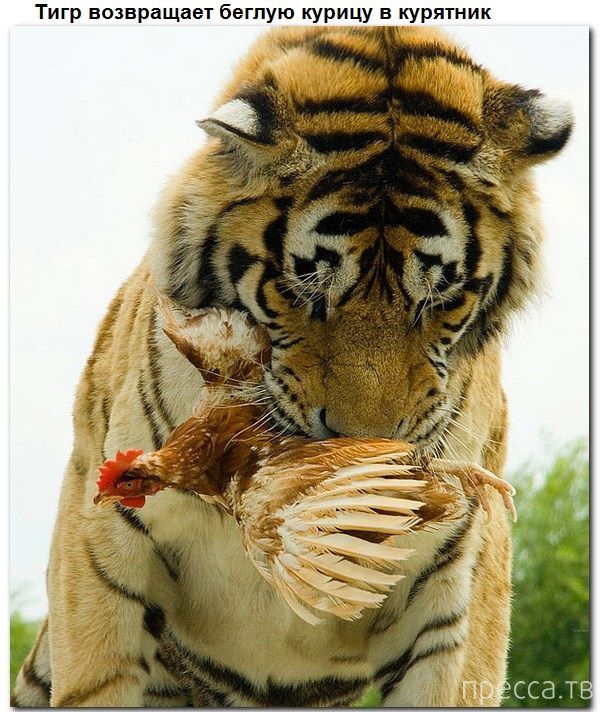 � ������ � ������� ����� ������� (9 ����)