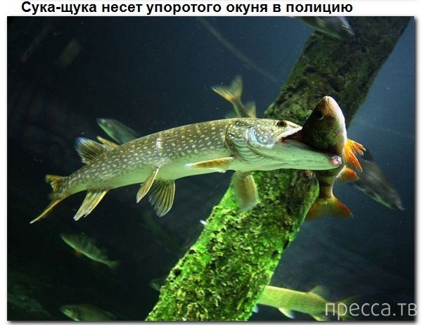 � ������ � ������� ����� ������� (9 ����)